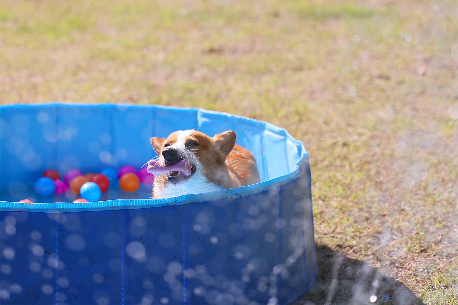 夏季限定!ワンちゃん専用プールで水遊び体験