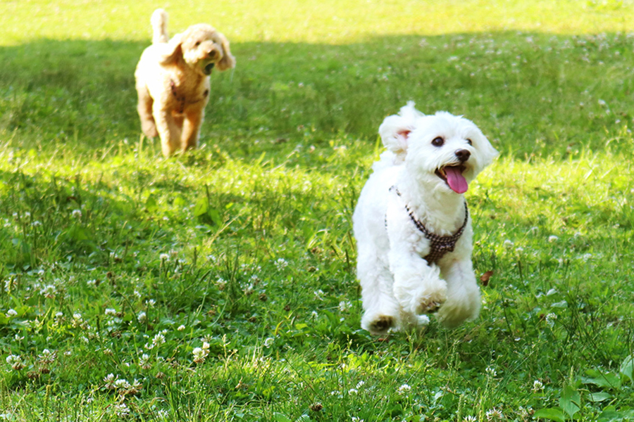 4棟限定・愛犬同伴OKのドームもご用意